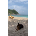 海边9