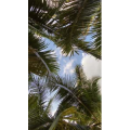 海边12