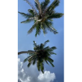 海边17