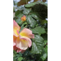 花3