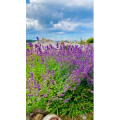 花4
