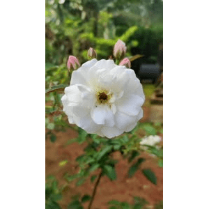 花5