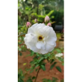 花5