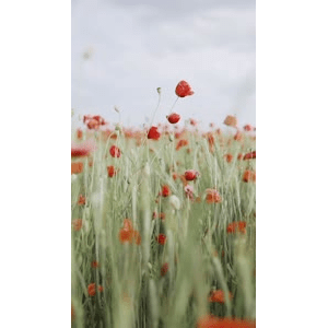 花10