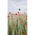 花10