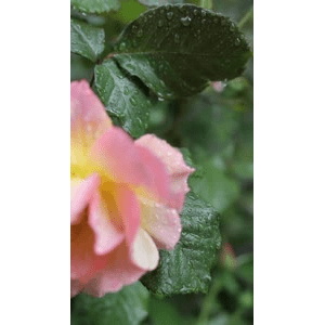 花11