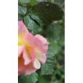 花11