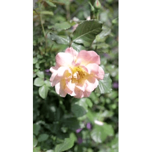 花12