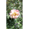 花12