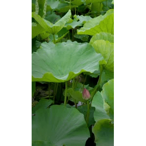 花15