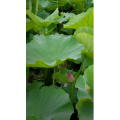 花15