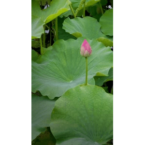 花16