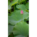 花16