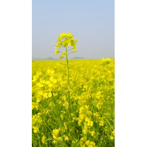 花17
