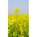 花17