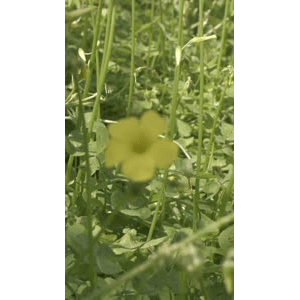 花18