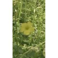 花18