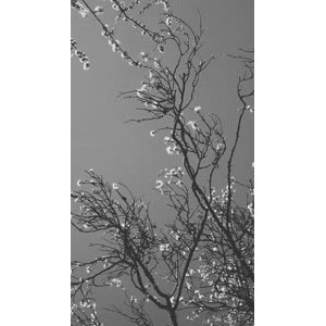 花19