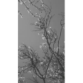 花19