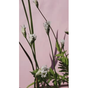 花20
