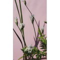 花20