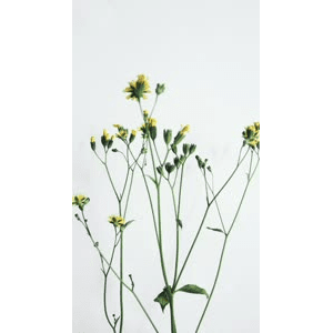 花22