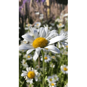 花23