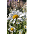 花23