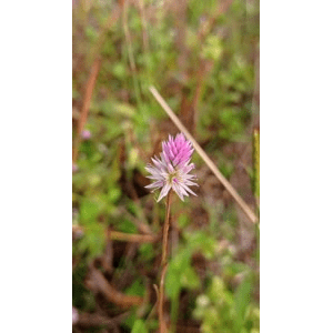 花25