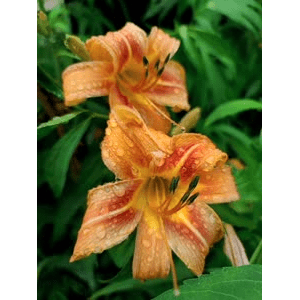 花27