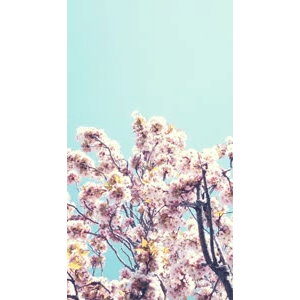 花30