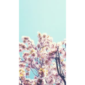 花30