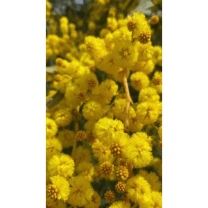 花32