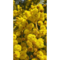花32