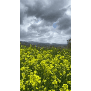 花33