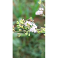 花36