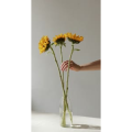 静物4