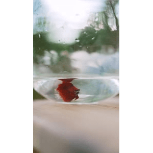 静物12