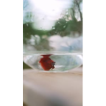 静物12
