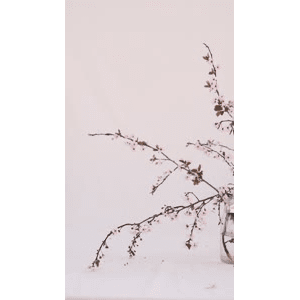 静物26