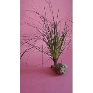 静物36