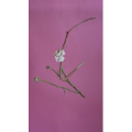 静物37