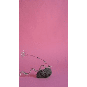 静物38