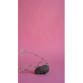 静物38