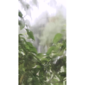 下雨4