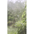 下雨6