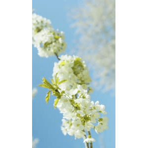 花38