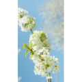 花38