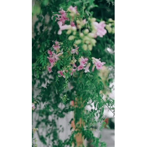 花40