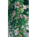 花40